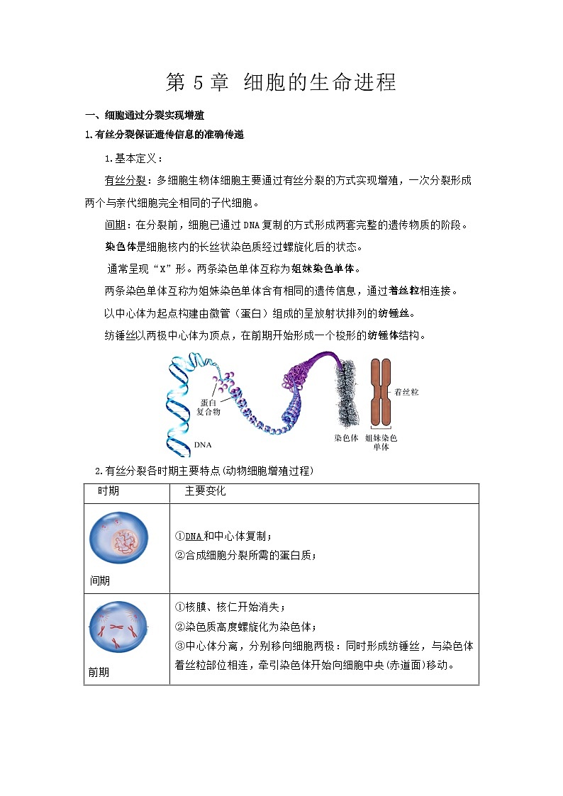 【沪科技版】生物必修一  第5章 细胞的生命进程（单元测试卷+知识清单）01