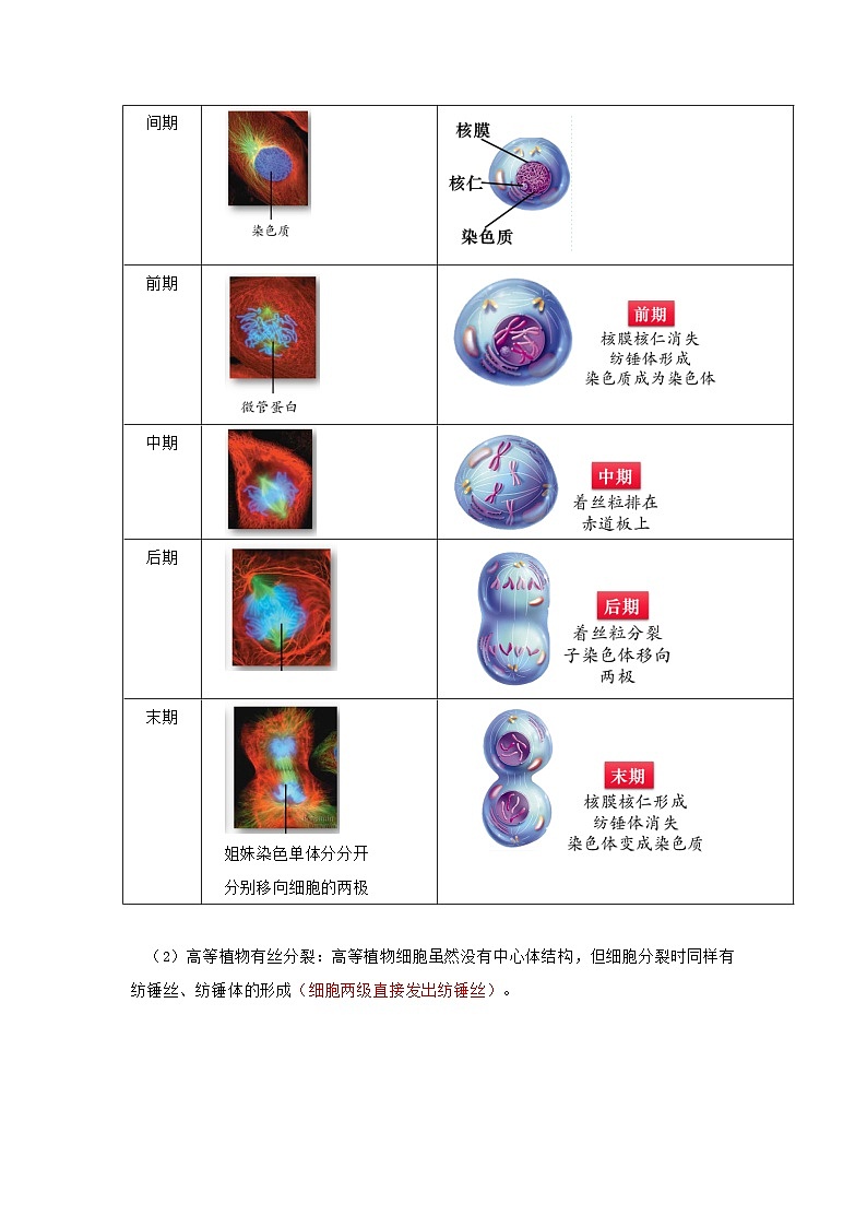 【沪科技版】生物必修一  第5章 细胞的生命进程（单元测试卷+知识清单）03