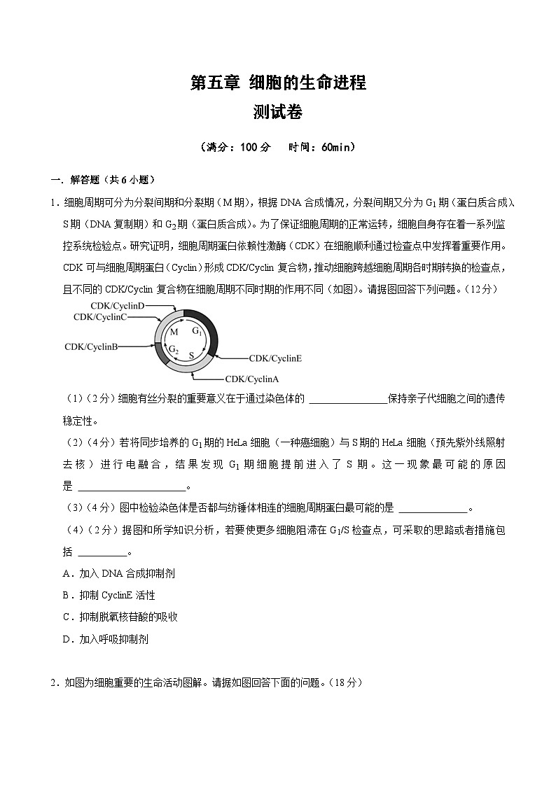 【沪科技版】生物必修一  第5章 细胞的生命进程（单元测试卷+知识清单）01