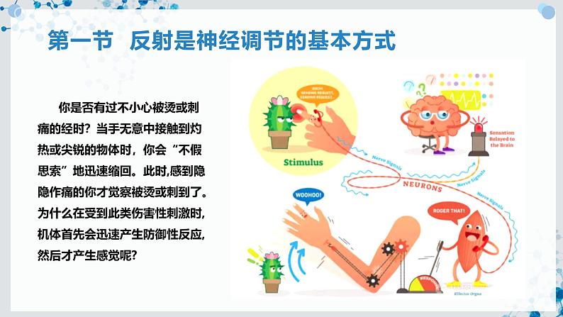 【沪科技版】生物选修一 2.1 反射是神经调节的基本方式（课件）第2页