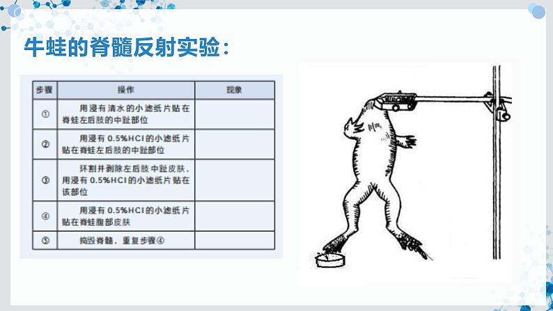 【沪科技版】生物选修一 2.1 反射是神经调节的基本方式（课件）第5页