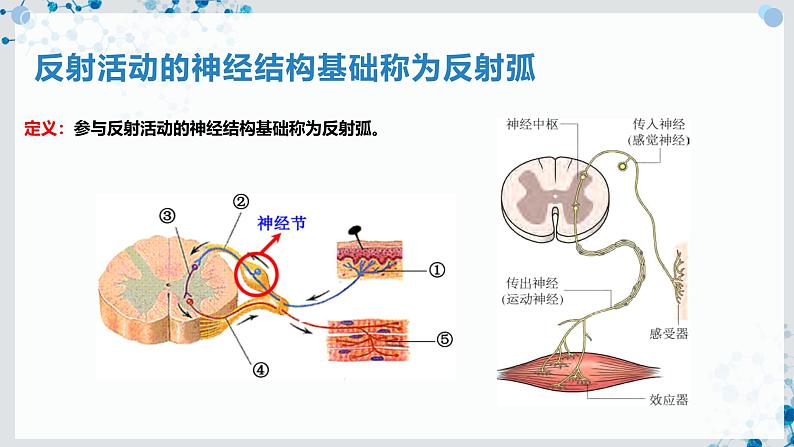 【沪科技版】生物选修一 2.1 反射是神经调节的基本方式（课件）第7页