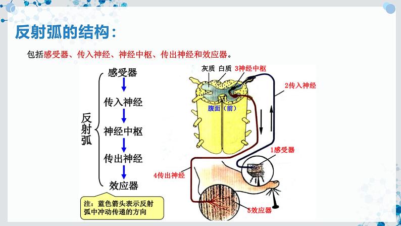 【沪科技版】生物选修一 2.1 反射是神经调节的基本方式（课件）第8页