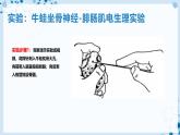 【沪科技版】生物选修一 2.2 神经调节过程涉及信息的转换及传递（课件）