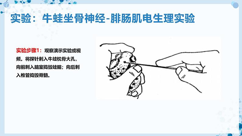 【沪科技版】生物选修一 2.2 神经调节过程涉及信息的转换及传递（课件）第4页