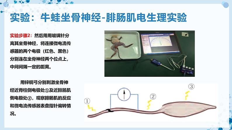 【沪科技版】生物选修一 2.2 神经调节过程涉及信息的转换及传递（课件）第5页