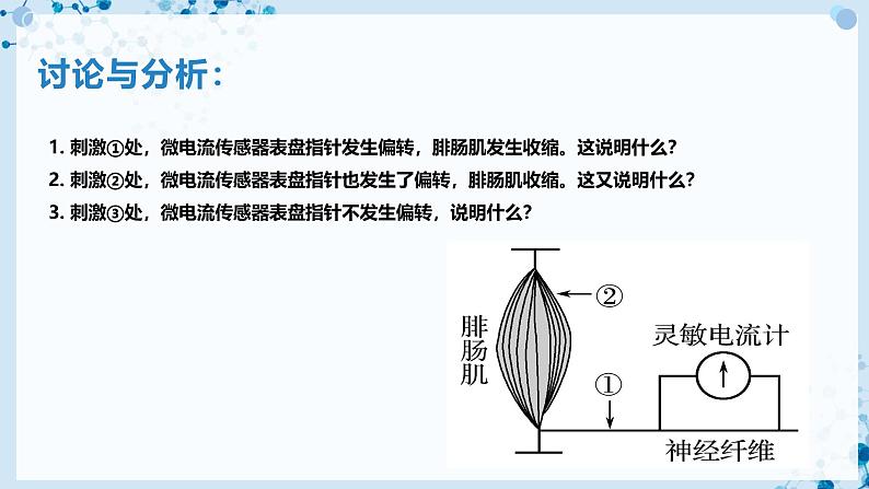 【沪科技版】生物选修一 2.2 神经调节过程涉及信息的转换及传递（课件）第6页