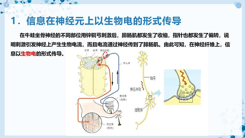 【沪科技版】生物选修一 2.2 神经调节过程涉及信息的转换及传递（课件）第7页