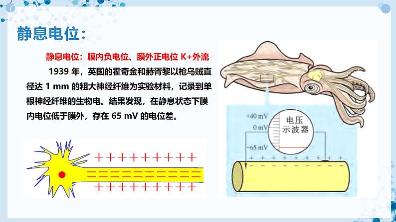 【沪科技版】生物选修一 2.2 神经调节过程涉及信息的转换及传递（课件）第8页