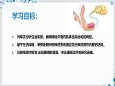 【沪科技版】生物选修一 2.3 神经中枢调控机体的生命活动（课件）