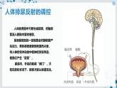 【沪科技版】生物选修一 2.3 神经中枢调控机体的生命活动（课件）