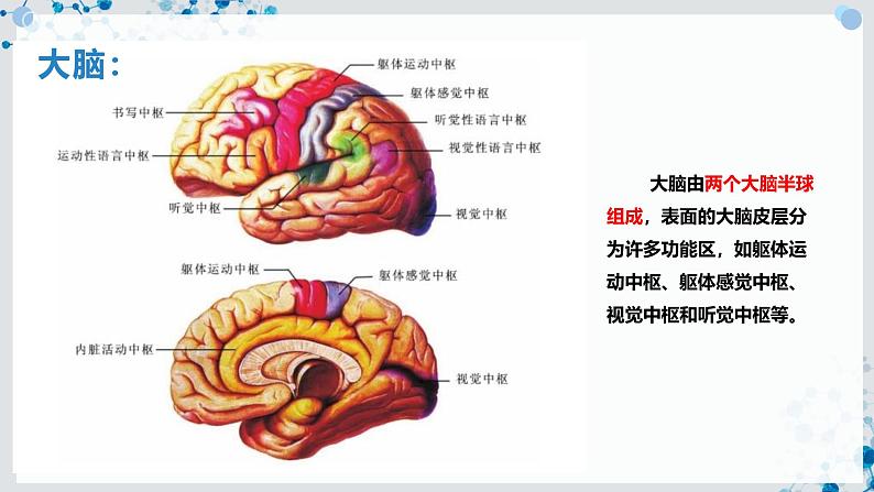 【沪科技版】生物选修一 2.4 条件反射是大脑的高级调节功能（课件）07