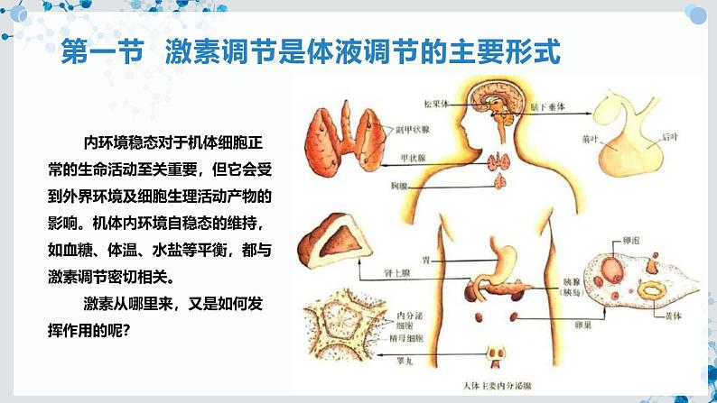 【沪科技版】生物选修一 3.1 激素调节是体液调节的主要形式（课件）第2页