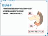 【沪科技版】生物选修一 3.1 激素调节是体液调节的主要形式（课件）