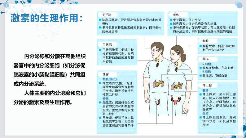 【沪科技版】生物选修一 3.1 激素调节是体液调节的主要形式（课件）第7页