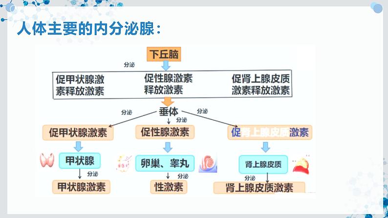 【沪科技版】生物选修一 3.1 激素调节是体液调节的主要形式（课件）第8页