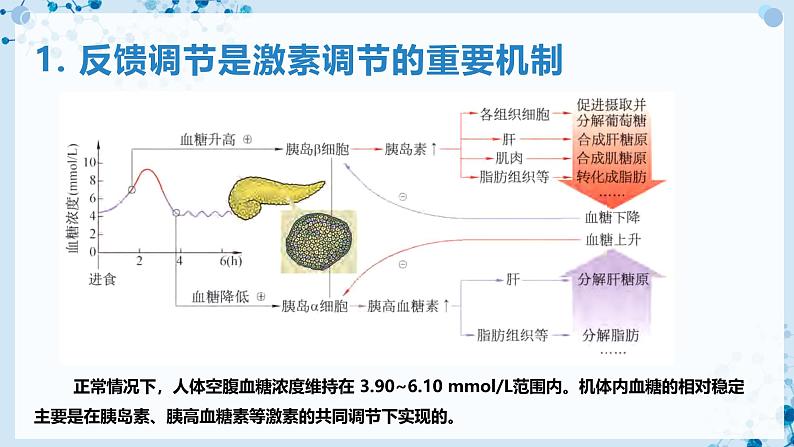 【沪科技版】生物选修一 3.2 激素通过反馈调节和分级调节维持稳态（课件）04