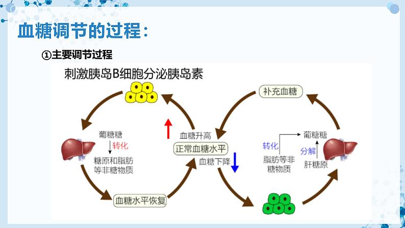 【沪科技版】生物选修一 3.2 激素通过反馈调节和分级调节维持稳态（课件）05