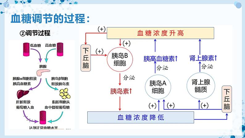 【沪科技版】生物选修一 3.2 激素通过反馈调节和分级调节维持稳态（课件）06