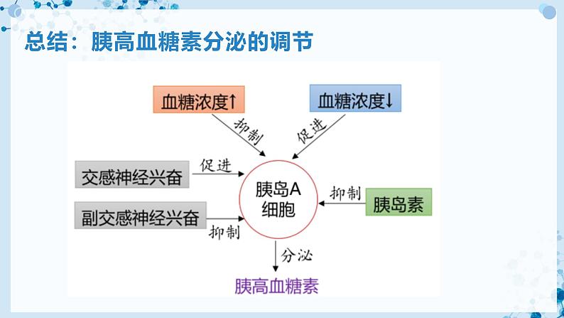 【沪科技版】生物选修一 3.2 激素通过反馈调节和分级调节维持稳态（课件）08