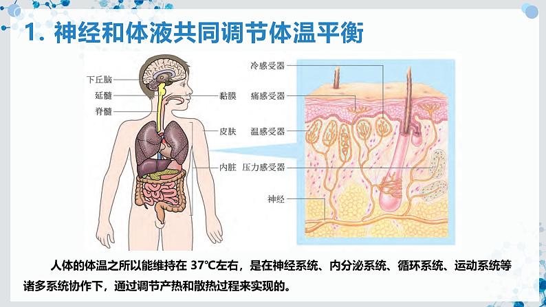 【沪科技版】生物选修一 3.3 神经调节与体液调节共同维持稳态（课件）第4页