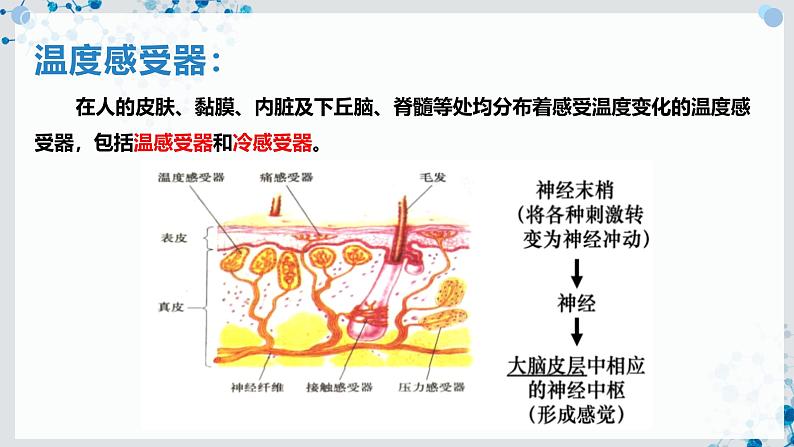 【沪科技版】生物选修一 3.3 神经调节与体液调节共同维持稳态（课件）第5页