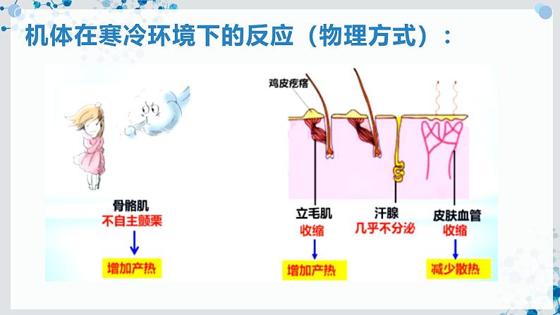 【沪科技版】生物选修一 3.3 神经调节与体液调节共同维持稳态（课件）第6页