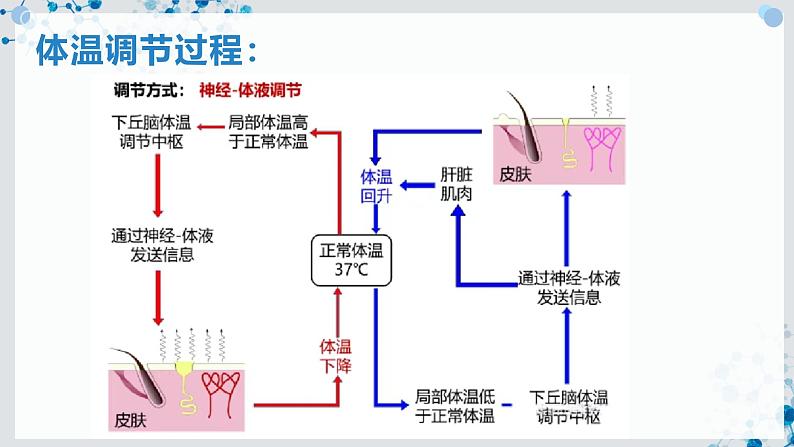 【沪科技版】生物选修一 3.3 神经调节与体液调节共同维持稳态（课件）第7页