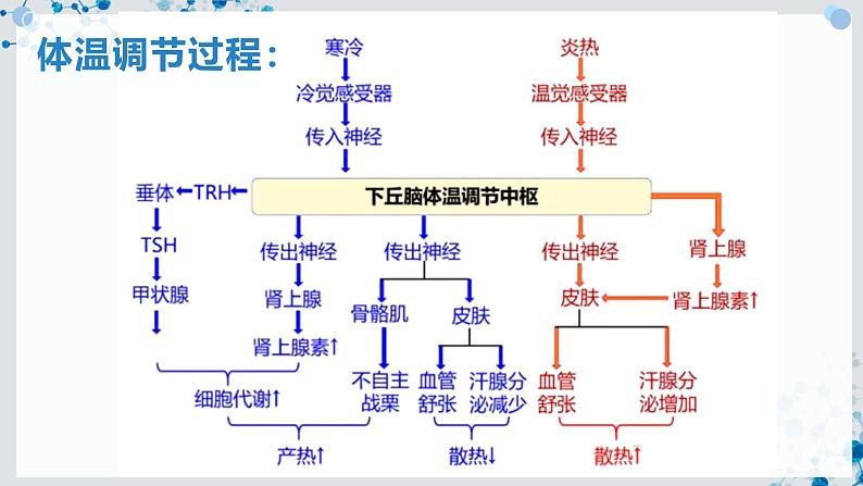 【沪科技版】生物选修一 3.3 神经调节与体液调节共同维持稳态（课件）第8页