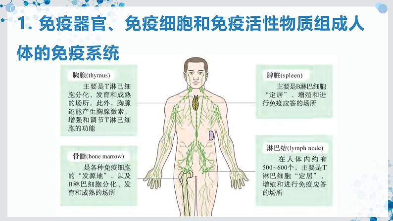 【沪科技版】生物选修一 4.1 免疫系统是免疫调节的基础（课件）04