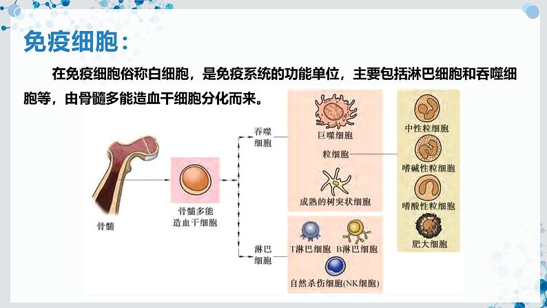 【沪科技版】生物选修一 4.1 免疫系统是免疫调节的基础（课件）06