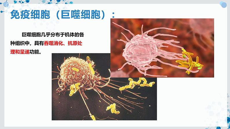 【沪科技版】生物选修一 4.1 免疫系统是免疫调节的基础（课件）07