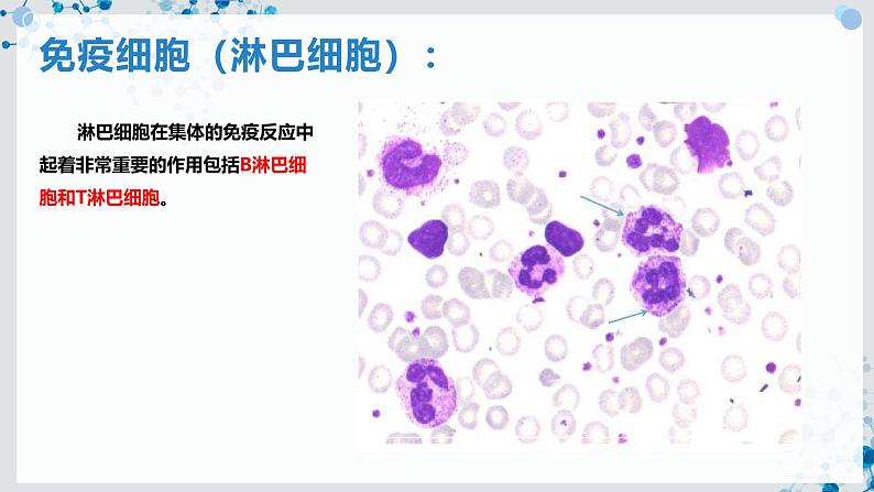 【沪科技版】生物选修一 4.1 免疫系统是免疫调节的基础（课件）08