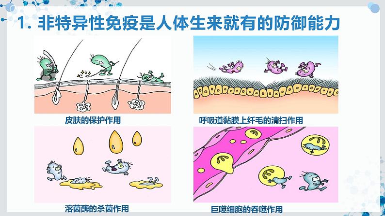 【沪科技版】生物选修一 4.2 免疫系统具有防御功能（课件）第4页