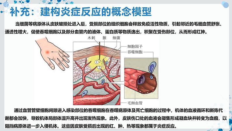 【沪科技版】生物选修一 4.2 免疫系统具有防御功能（课件）第8页