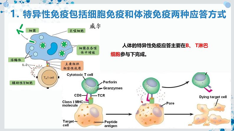 【沪科技版】生物选修一 4.3 B、T 淋巴细胞参与特异性免疫应答（课件）第4页