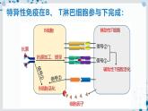 【沪科技版】生物选修一 4.3 B、T 淋巴细胞参与特异性免疫应答（课件）