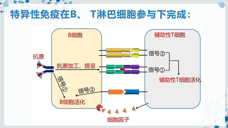 【沪科技版】生物选修一 4.3 B、T 淋巴细胞参与特异性免疫应答（课件）第5页