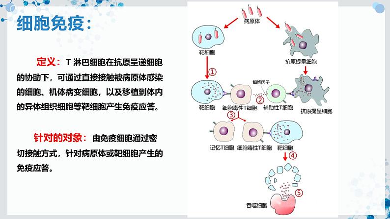 【沪科技版】生物选修一 4.3 B、T 淋巴细胞参与特异性免疫应答（课件）第6页