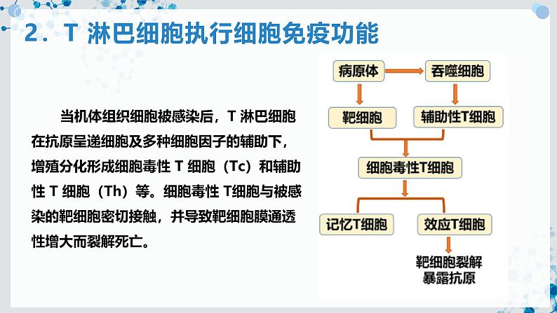 【沪科技版】生物选修一 4.3 B、T 淋巴细胞参与特异性免疫应答（课件）第7页