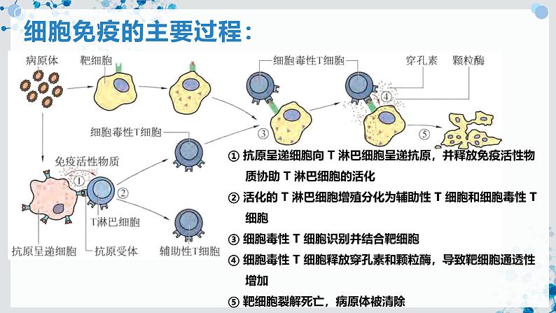 【沪科技版】生物选修一 4.3 B、T 淋巴细胞参与特异性免疫应答（课件）第8页