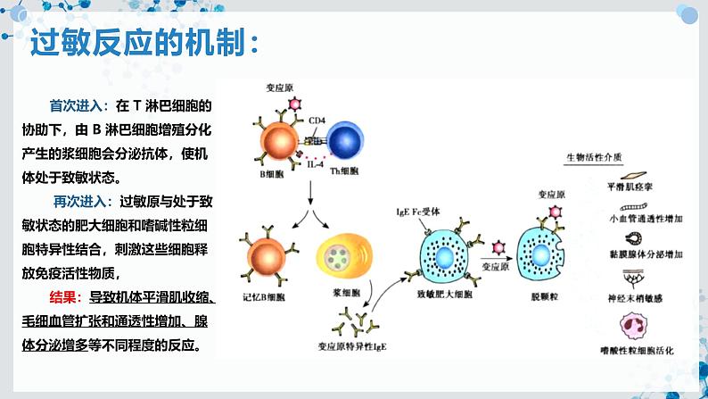 【沪科技版】生物选修一 4.4 免疫功能异常引发的疾病（课件）07