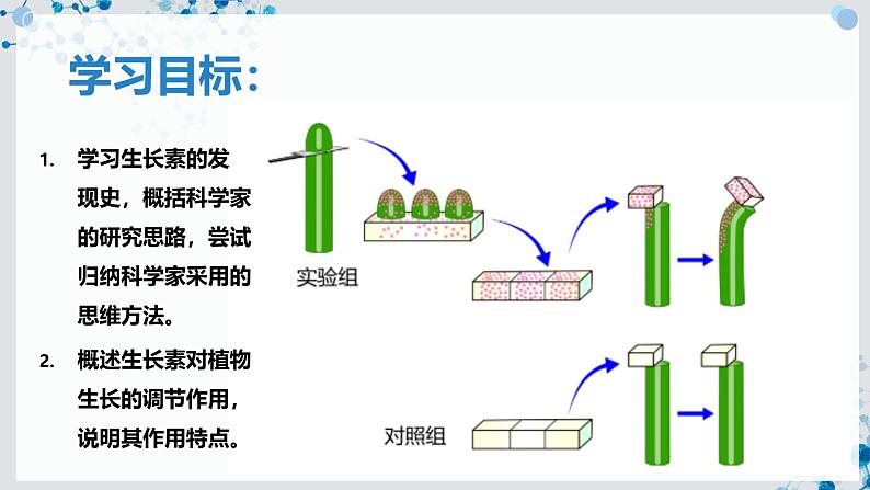 【沪科技版】生物选修一 5.1 生长素对植物生长的调节作用（课件）03