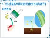【沪科技版】生物选修一 5.1 生长素对植物生长的调节作用（课件）