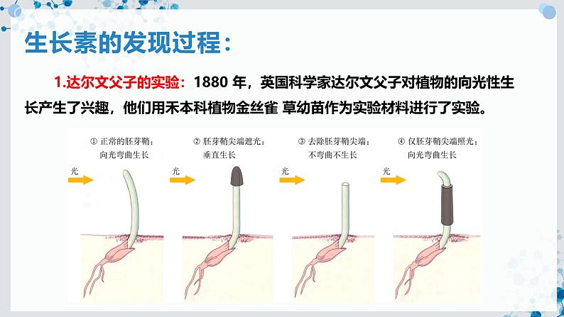 【沪科技版】生物选修一 5.1 生长素对植物生长的调节作用（课件）05