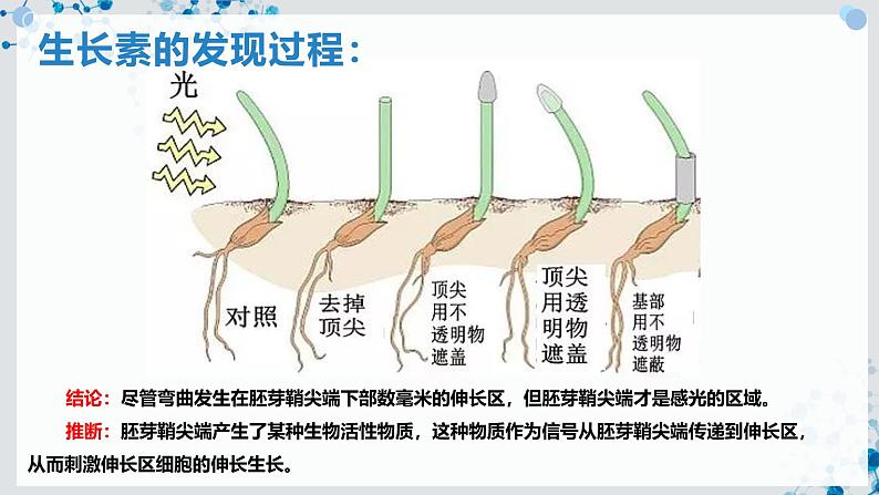 【沪科技版】生物选修一 5.1 生长素对植物生长的调节作用（课件）06