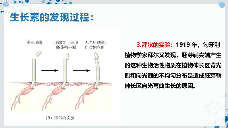 【沪科技版】生物选修一 5.1 生长素对植物生长的调节作用（课件）08