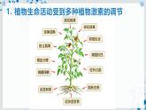 【沪科技版】生物选修一 5.2 植物激素及其类似物调节植物的生命活动（课件）