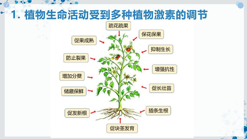 【沪科技版】生物选修一 5.2 植物激素及其类似物调节植物的生命活动（课件）第4页