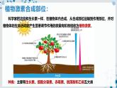 【沪科技版】生物选修一 5.2 植物激素及其类似物调节植物的生命活动（课件）